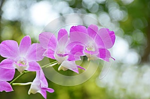 Beautiful purple or violet orchid against blurred or bokeh background, selective focus
