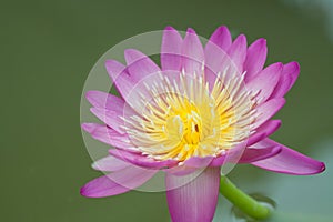 Beautiful purple water lily