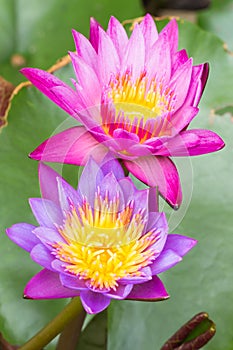Beautiful purple water lily bloom in the pond