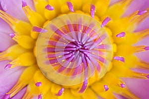 Beautiful purple water lily bloom in the pond