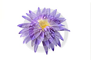 Beautiful purple water lily blooming isolated on white