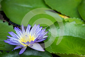 Beautiful purple water lily blooming on water surface and green leaves toned, purity nature background, aquatic plant or lotus flo