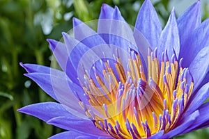 Beautiful purple water lily closeup