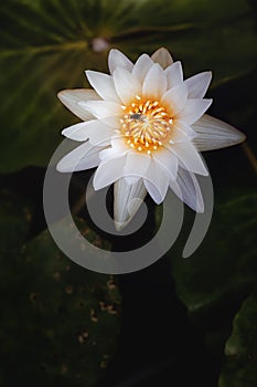 Beautiful purple water lily  flower,lotus flower