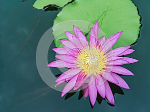 Beautiful purple water lily flower with Yellow Pollen on pond background.