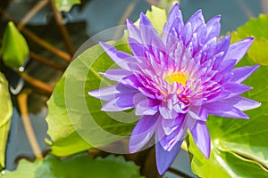 Beautiful purple water lily or lotus flower.