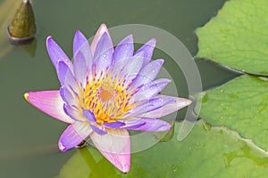 Beautiful purple water lily or lotus flower.