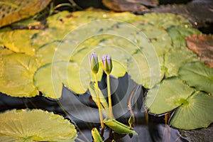 Beautiful purple water lily or Lotus on water in pond