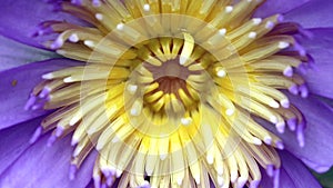 Beautiful purple water lily in natural light