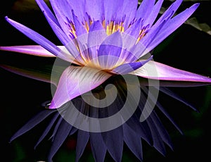 Beautiful purple water lily and reflection