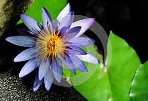 Beautiful purple water lily in a shallow dark pond with a stunning yellow and orange center.
