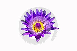 Beautiful Purple Waterlily Flower in White Background