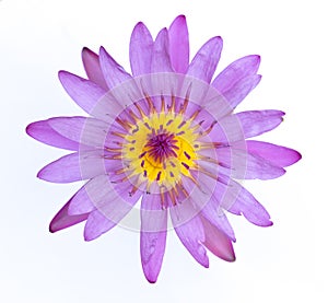 A beautiful Purple waterlily or lotus flower isolate on white ba