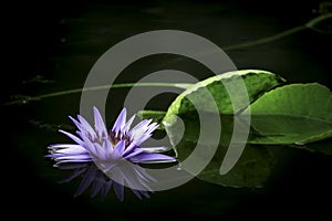 Beautiful purple waterlily or lotus flower in pond with reflecting on the water