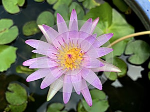 Beautiful of purple waterlily or lotus flower in Tub