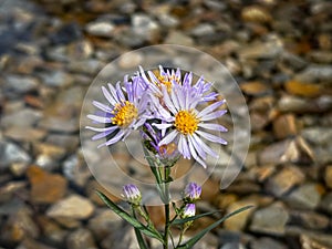Beautiful Purple Western Aster Wildflowers in a Small Streambed, Macro Photo