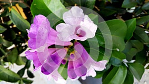 The beautiful purple and white colorado four o`clock flower familyght