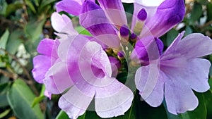 The beautiful purple and white colorado four o`clock flower familyght