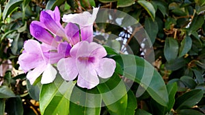 The beautiful purple and white colorado four o`clock flower familyght