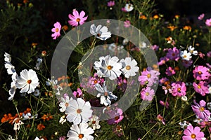 Beautiful purple and white Cosmos flowers in the garden.