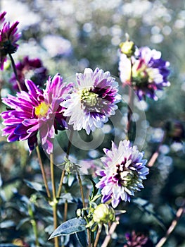 Beautiful purple and white Dahlia flowers in the garden