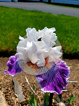 Beautiful purple and white iris