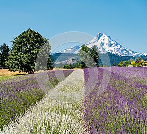 Beautiful Purple and White Lavender Fields and Snowcapped Mt Hood in the Pacific Northwest.