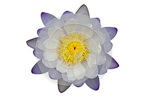 Beautiful purple-white lotus flower isolated on white background