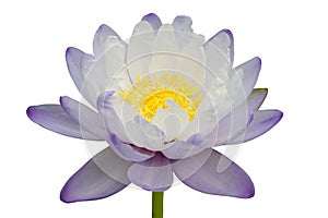 Beautiful purple-white lotus flower isolated on white background