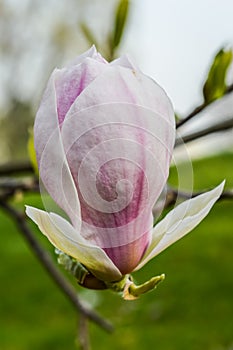 Beautiful purple and white magnolia flower blooming