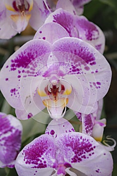 Beautiful purple-white orchid flower in the garden. Selective focus.