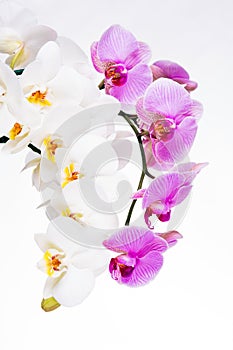 Beautiful purple and white orchid flowers