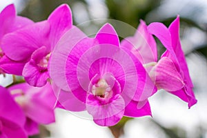 Beautiful purple and white orchid flowers in the nature light and environmet