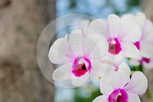 Beautiful purple and white orchid flowers in the nature light and environmet