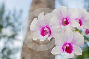 Beautiful purple and white orchid flowers in the nature light and environmet