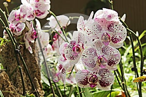 Beautiful purple and white orchids in the garden