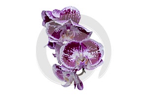 Beautiful purple and white Phalaenopsis orchid flowers bloom isolated on white background.