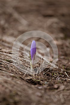 Beautiful purple wild crocus flowers on a natural background in spring.