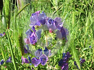 Beautiful purple wild flowers (Echium plantagineum) growing in a meadow