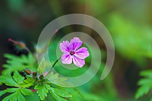 Beautiful purple wild forest flower. Geranium robertianum, commonly known as herb-Robert