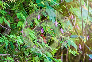 Beautiful purple wild forest flower. Geranium robertianum, commonly known as herb-Robert