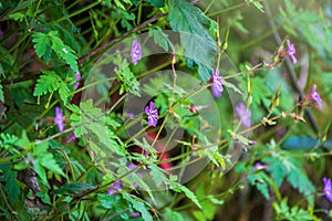 Beautiful purple wild forest flower. Geranium robertianum, commonly known as herb-Robert