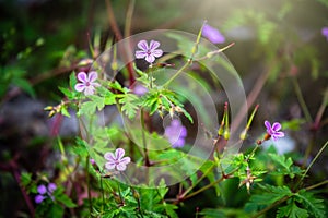 Beautiful purple wild forest flower. Geranium robertianum, commonly known as herb-Robert. Flowers are illuminated by the sun