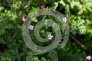 Beautiful purple wild forest flowers. Geranium robertianum, or herb-Robert, red robin