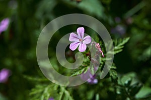 Beautiful purple wild forest flowers. Geranium robertianum, or herb-Robert, red robin