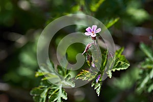 Beautiful purple wild forest flowers. Geranium robertianum, or herb-Robert, red robin