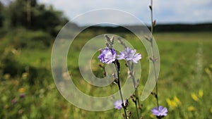 Beautiful purple wildflower