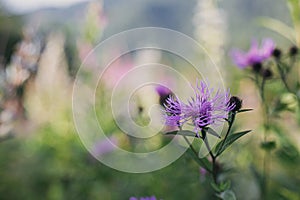 Beautiful purple wildflowers in meadow on mountain hills. Knapweed blooming flowers