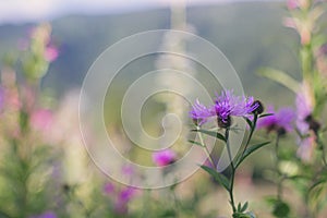 Beautiful purple wildflowers in meadow on mountain hills. Knapweed blooming flowers