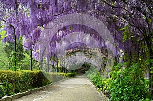 Beautiful purple wisteria in bloom. blooming wisteria tunnel in a garden near Piazzale Michelangelo in Florence
